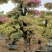 三角梅，三角梅盆景，造型三角梅黄金叶紫色花造型三角梅桩景