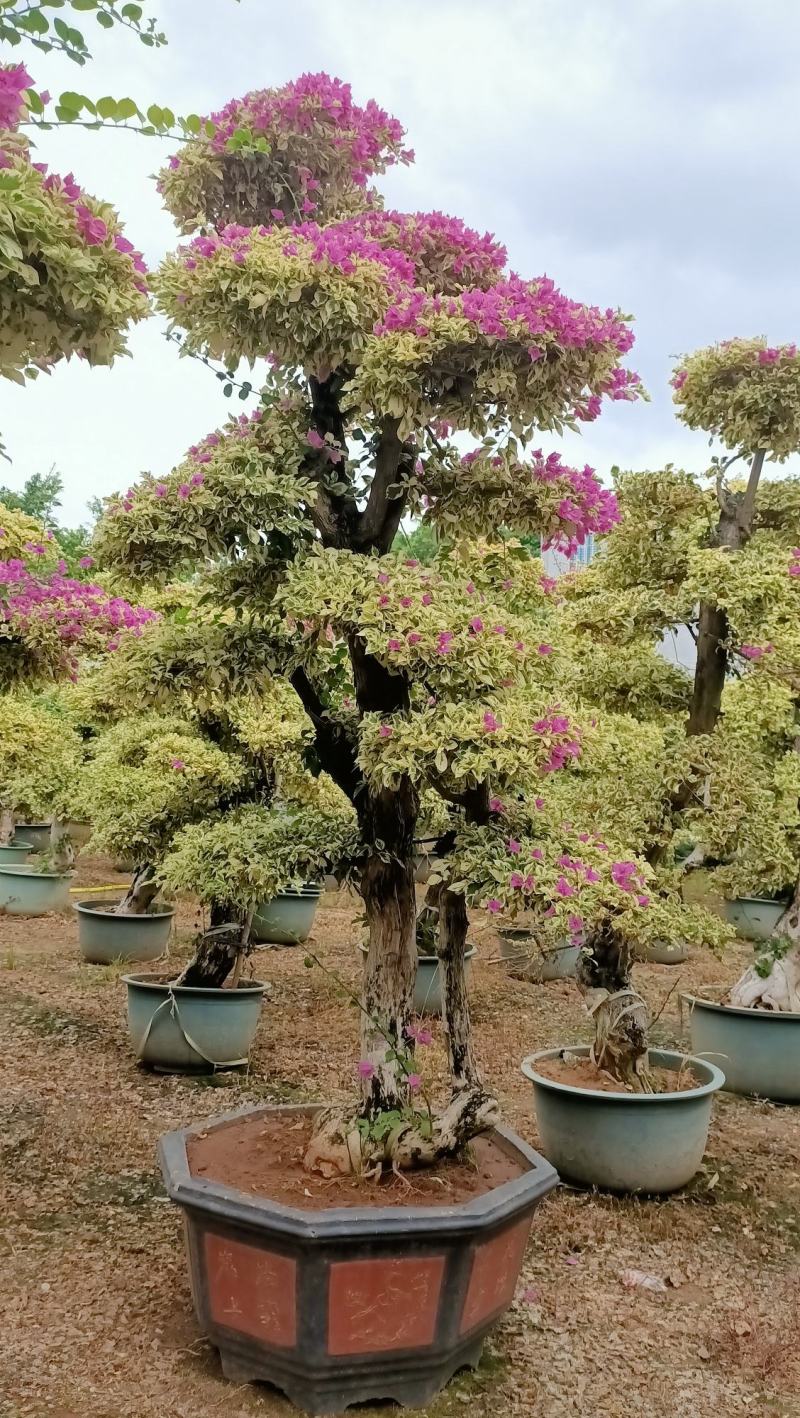 三角梅，三角梅盆景，造型三角梅黄金叶紫色花造型三角梅桩景