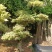 三角梅，三角梅盆景，造型三角梅黄金叶紫色花造型三角梅桩景