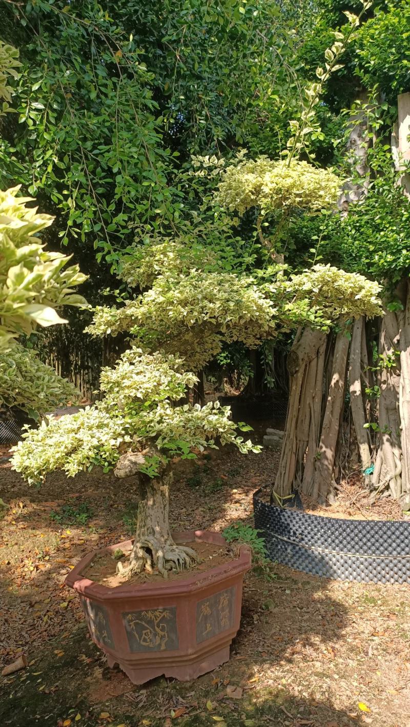 三角梅，三角梅盆景，造型三角梅黄金叶紫色花造型三角梅桩景