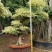 三角梅，三角梅盆景，造型三角梅黄金叶紫色花造型三角梅桩景
