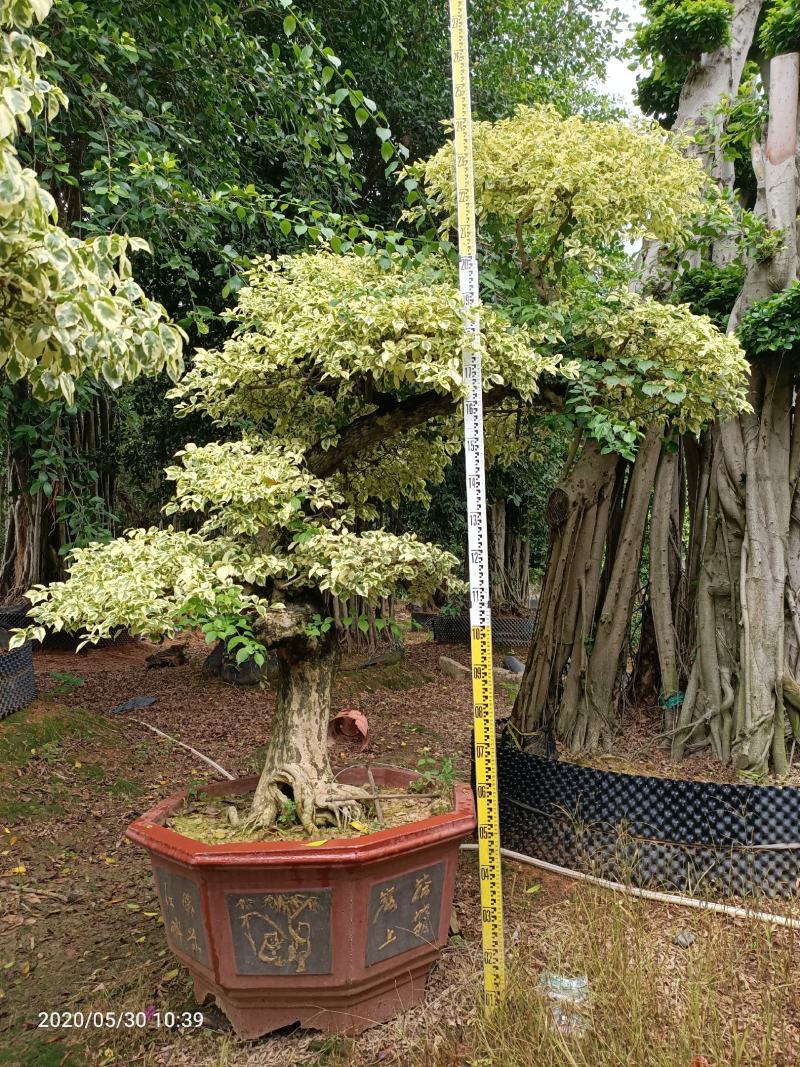 三角梅，三角梅盆景，造型三角梅黄金叶紫色花造型三角梅桩景