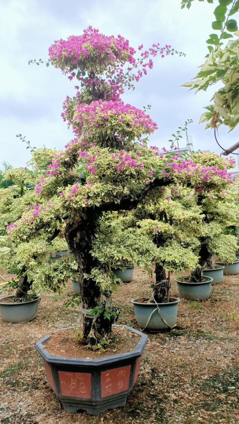三角梅，三角梅盆景，造型三角梅黄金叶紫色花造型三角梅桩景