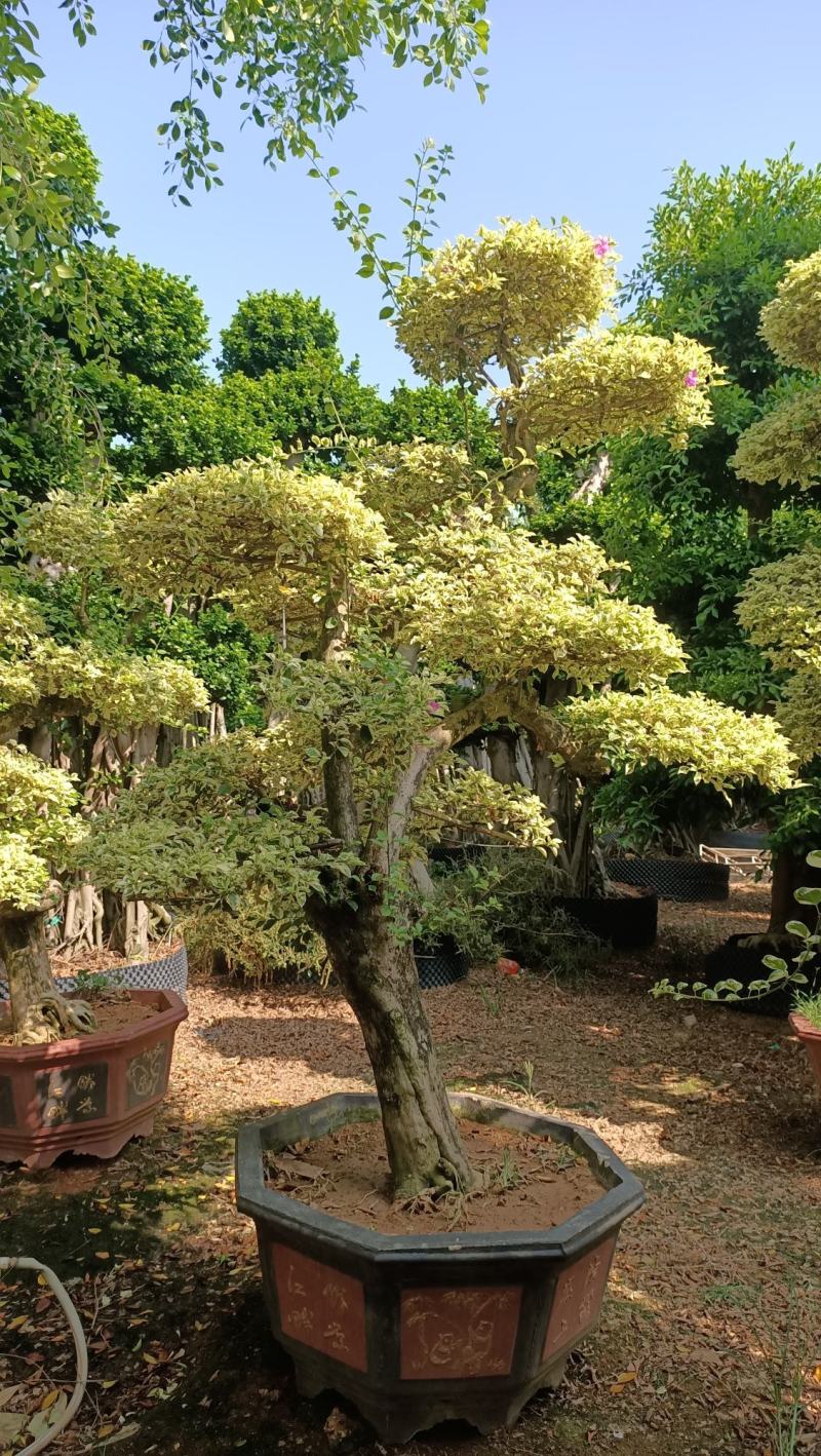 三角梅，三角梅盆景，造型三角梅黄金叶紫色花造型三角梅桩景