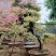 三角梅，三角梅盆景，造型三角梅黄金叶紫色花造型三角梅桩景