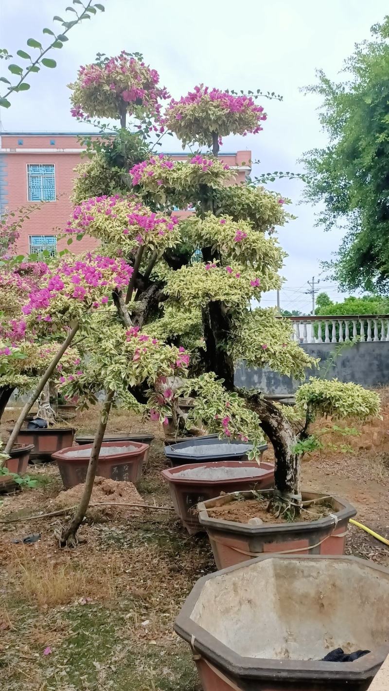三角梅，三角梅盆景，造型三角梅黄金叶紫色花造型三角梅桩景