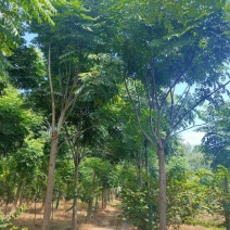 15-20黄山栾树丛生栾树自家苗圃基地直供