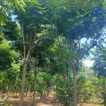15-20黄山栾树丛生栾树自家苗圃基地直供