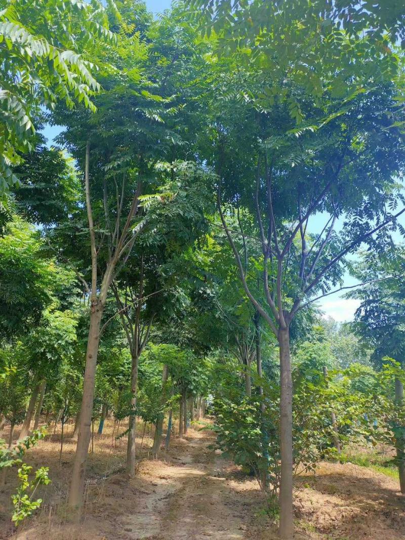 15-20黄山栾树丛生栾树自家苗圃基地直供