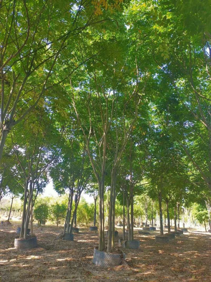 15-20黄山栾树丛生栾树自家苗圃基地直供