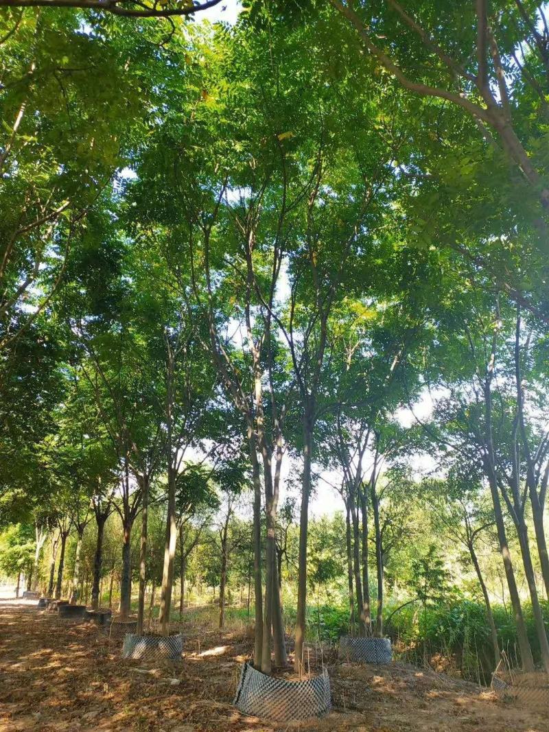 15-20黄山栾树丛生栾树自家苗圃基地直供