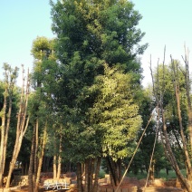 丛生香樟多杆香樟多头香自家苗圃基地直供