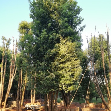 丛生香樟多杆香樟多头香自家苗圃基地直供