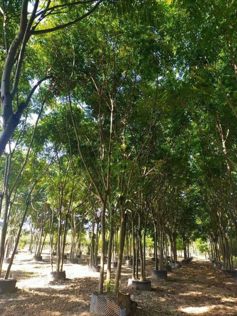 丛生栾树多杆栾树多头栾树自家苗圃基地直供