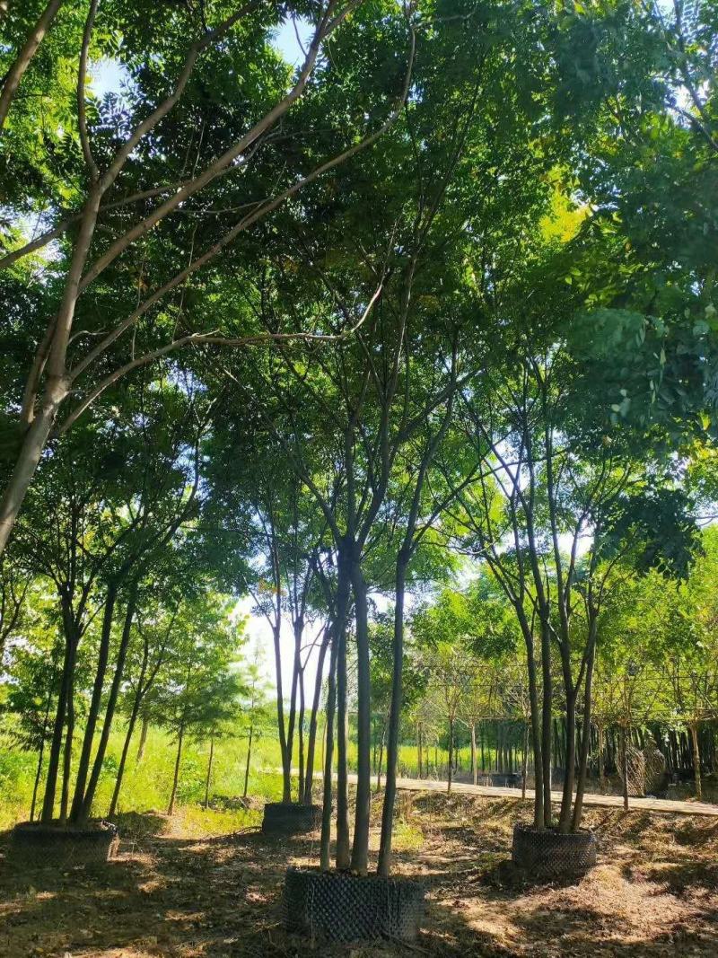 丛生栾树多杆栾树多头栾树自家苗圃基地直供