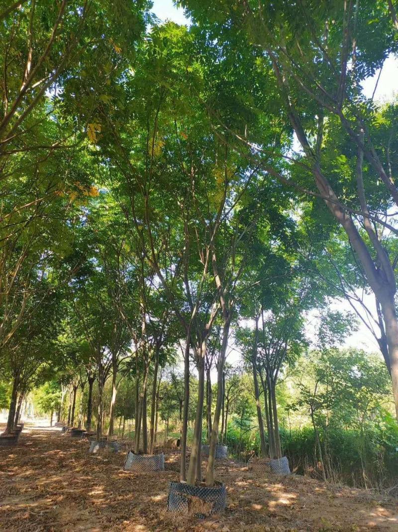 丛生栾树多杆栾树多头栾树自家苗圃基地直供