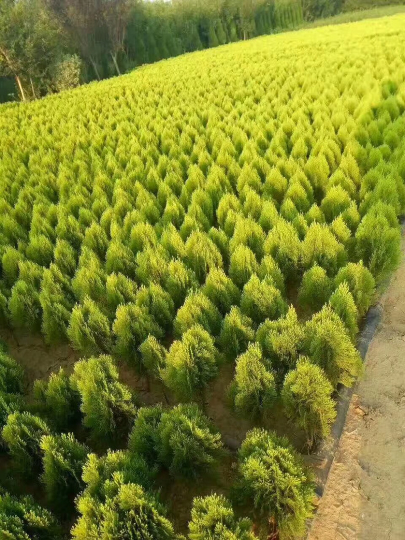 棣棠，棣棠苗，棣常小苗，地棠苗，地棠苗，地棠毛球