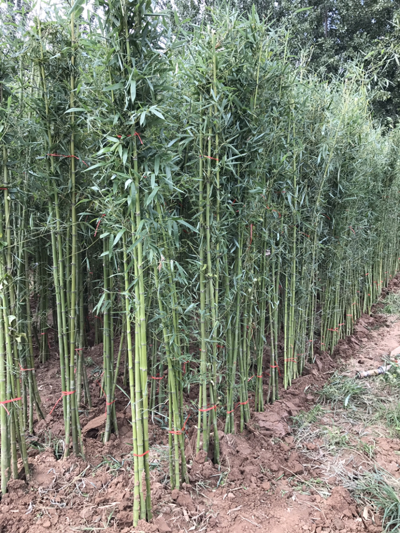 棣棠，棣棠苗，棣常小苗，地棠苗，地棠苗，地棠毛球