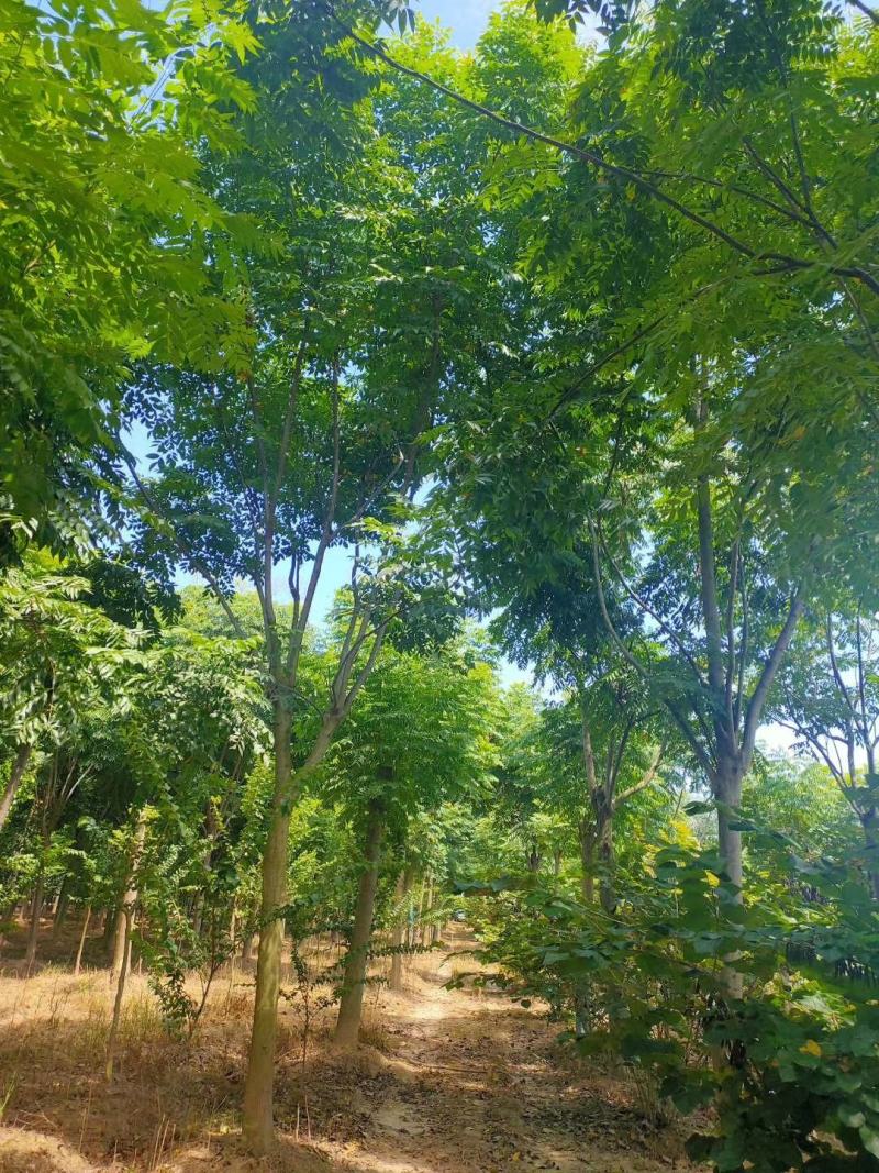 栾树黄山栾树移栽原生袋苗均有自家苗圃基地