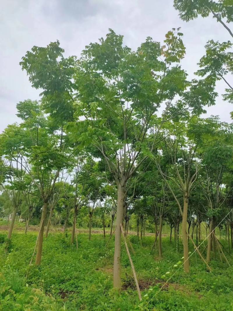 栾树黄山栾树移栽原生袋苗均有自家苗圃基地