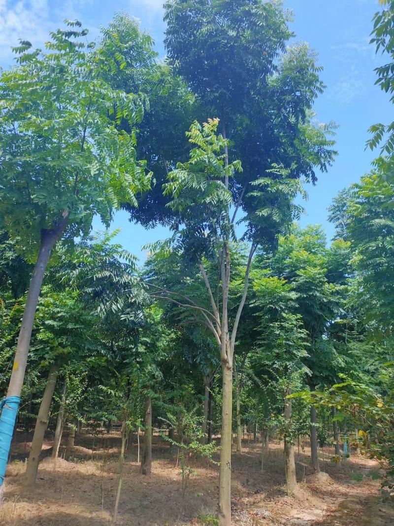 栾树黄山栾树移栽原生袋苗均有自家苗圃基地