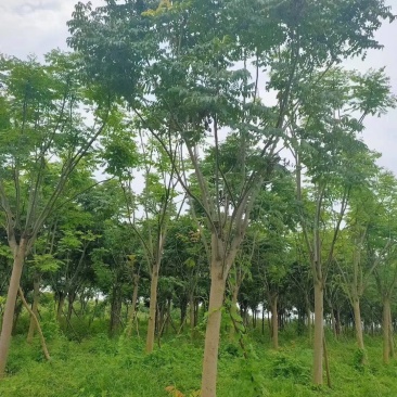栾树黄山栾树移栽原生袋苗均有自家苗圃基地