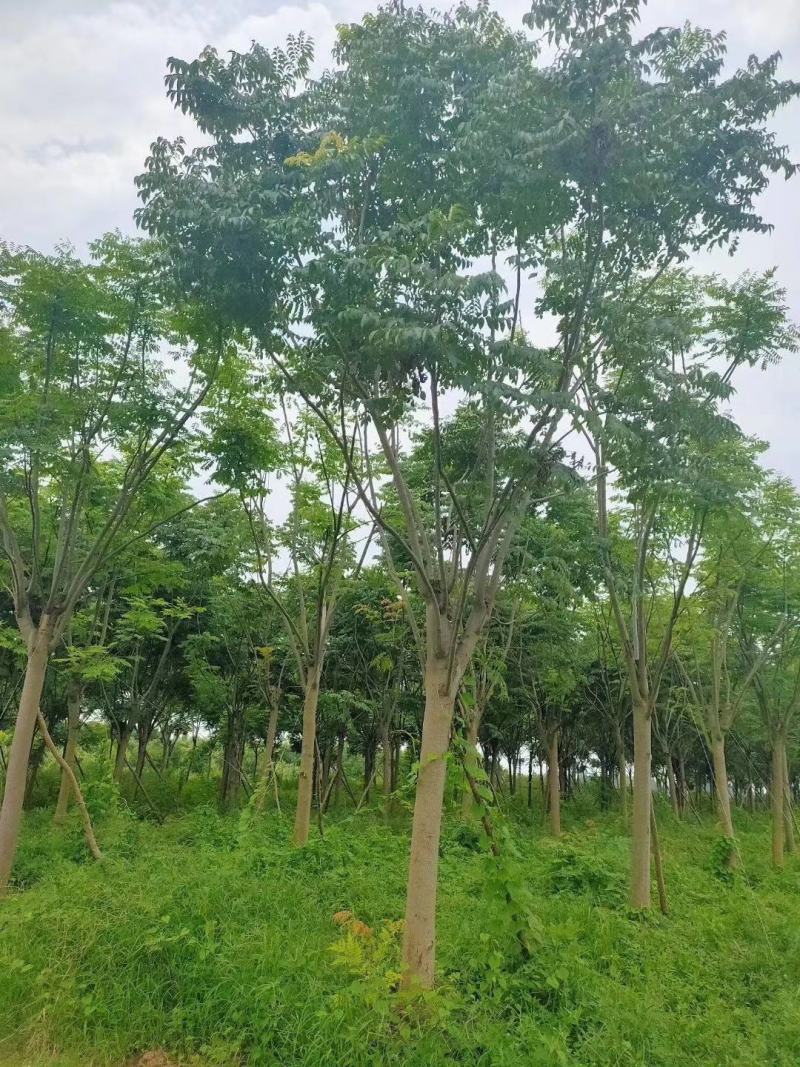 栾树黄山栾树移栽原生袋苗均有自家苗圃基地