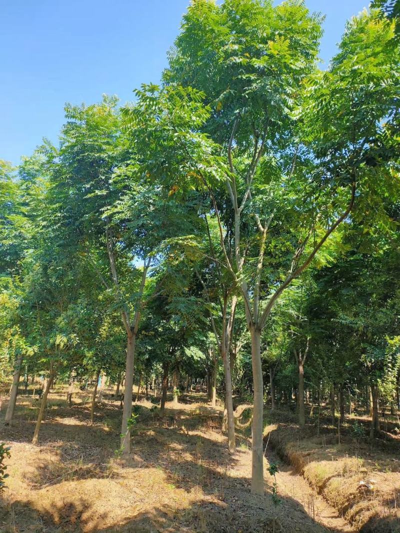 栾树黄山栾树移栽原生袋苗均有自家苗圃基地
