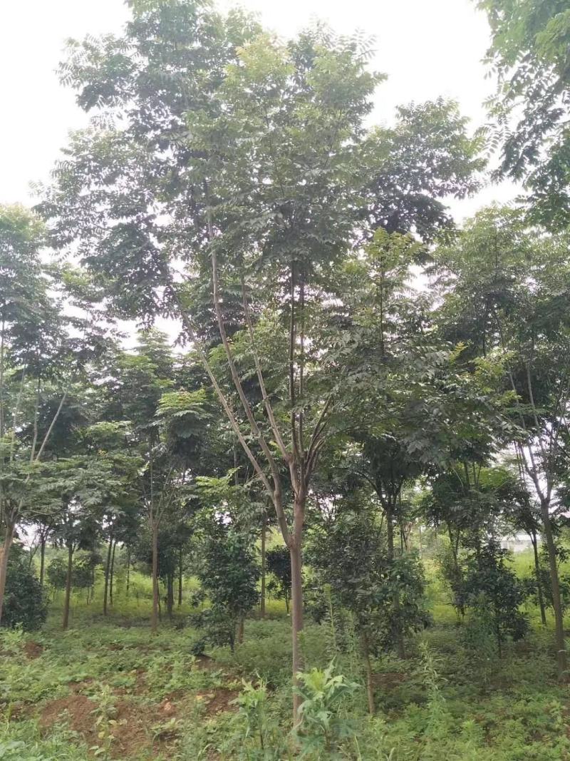 栾树黄山栾树移栽原生袋苗均有自家苗圃基地