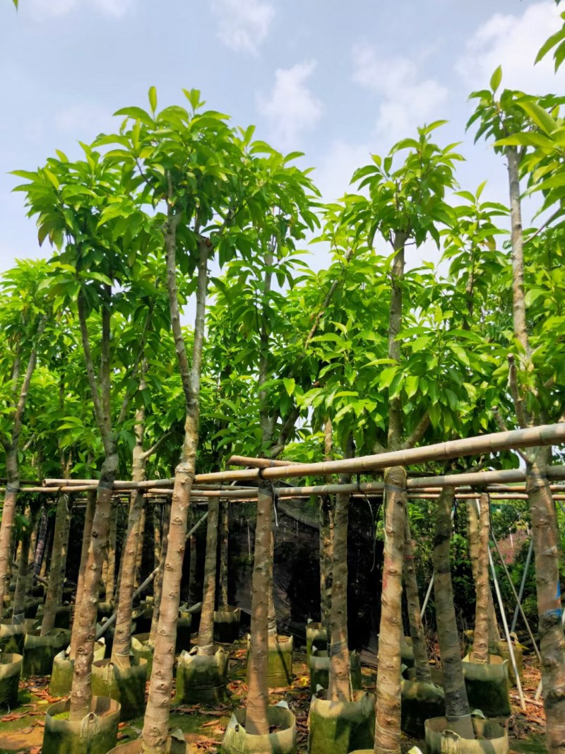 12-15公分骨架白王兰，黄花风铃木
