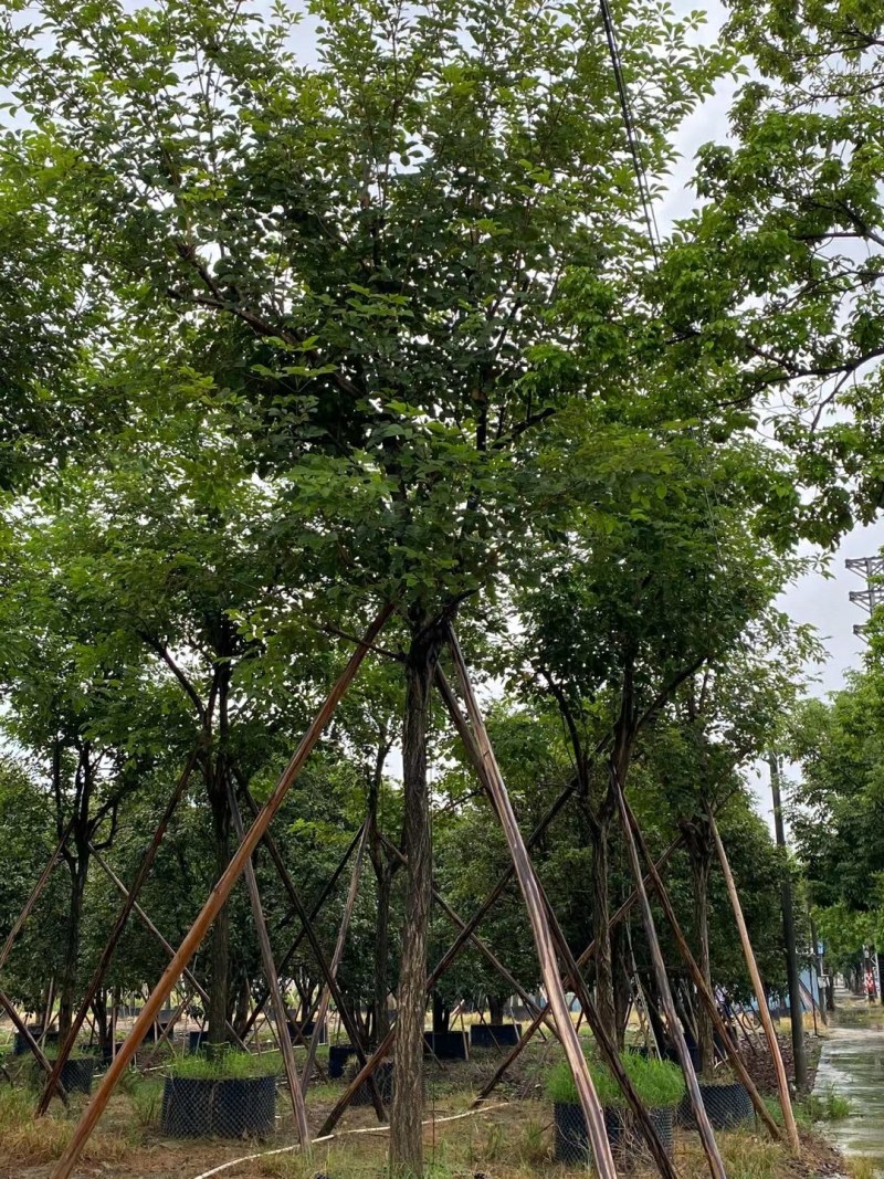 12-15公分骨架白王兰，黄花风铃木