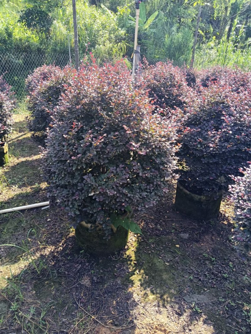 12-15公分骨架白王兰，黄花风铃木
