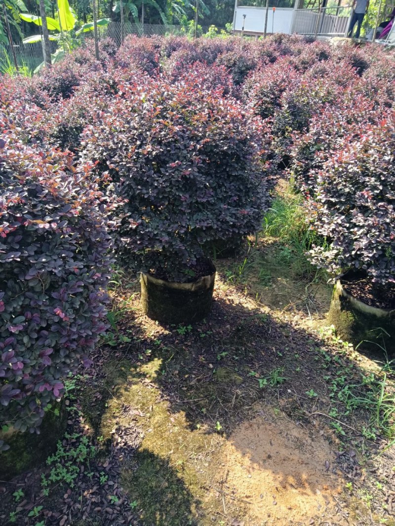 12-15公分骨架白王兰，黄花风铃木