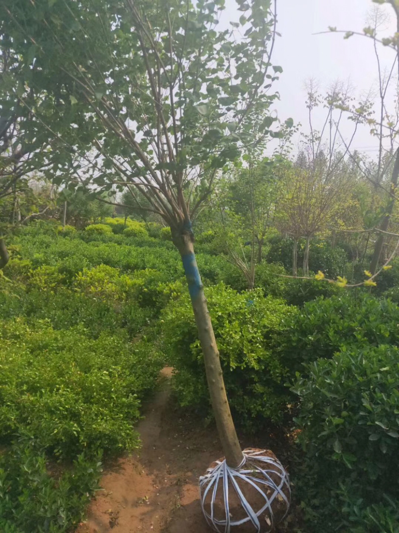 紫花丁香树，丛生丁香，丁香苗，多分枝丁香，8公分丁香