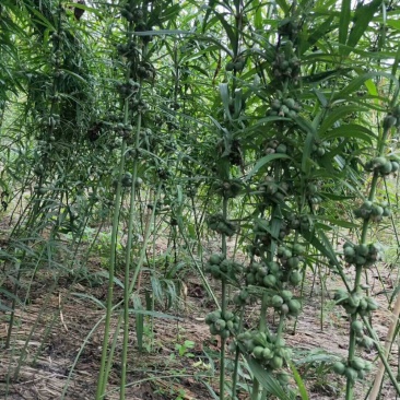 纯红花滇黄精种子，大块茎
