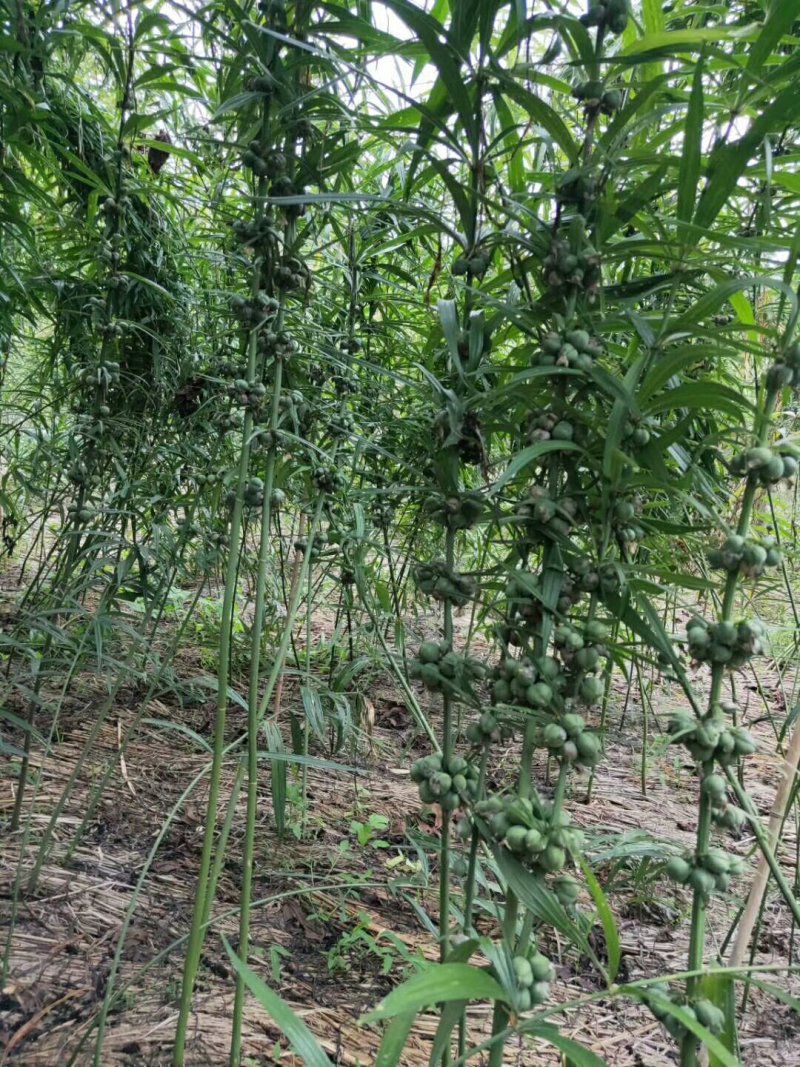 纯红花滇黄精种子，大块茎