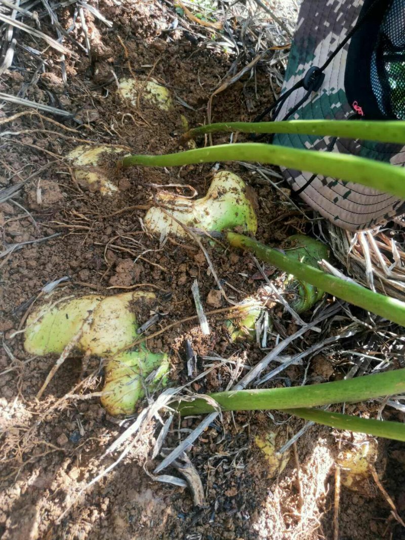 纯红花滇黄精种子，大块茎