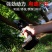 【包邮】电动修枝锯修枝机锂电池大功率无线可充电直销