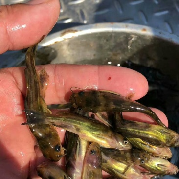 黄腊丁（黄骨鱼，花骨鱼，黄颡鱼）优良品种，放心购买