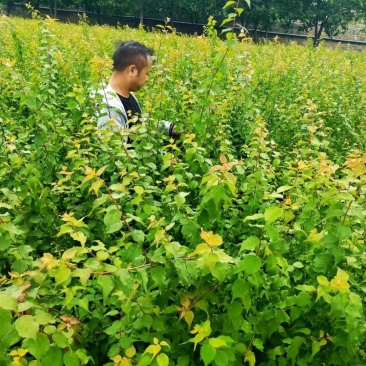 大量出售优质青梅苗，1米5以上一块钱一颗，量大从优