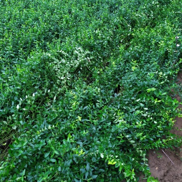 供应，小叶扶芳藤50-80公分，5个枝条以上，