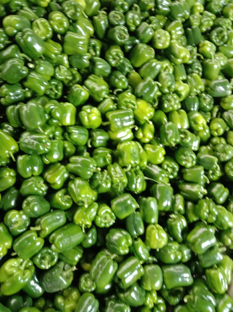 精品圆椒产地大量供应