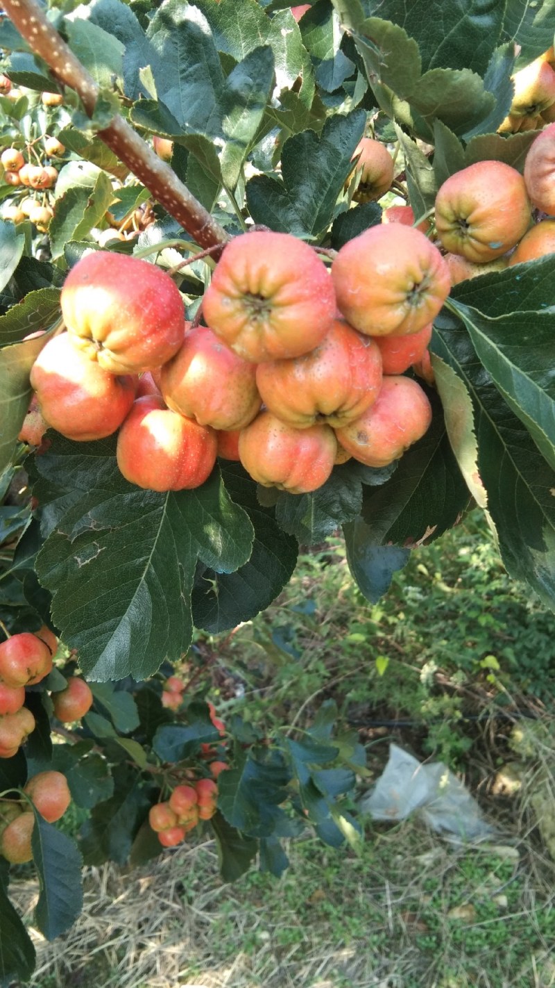 山东大绵球山楂一件代发，批发，果园装货，一手货源