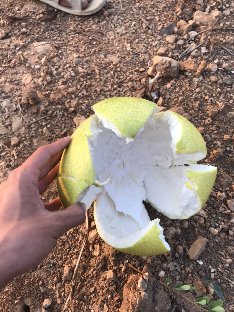 三红柚红心柚黄肉都有皮毛干净口感好水分足。