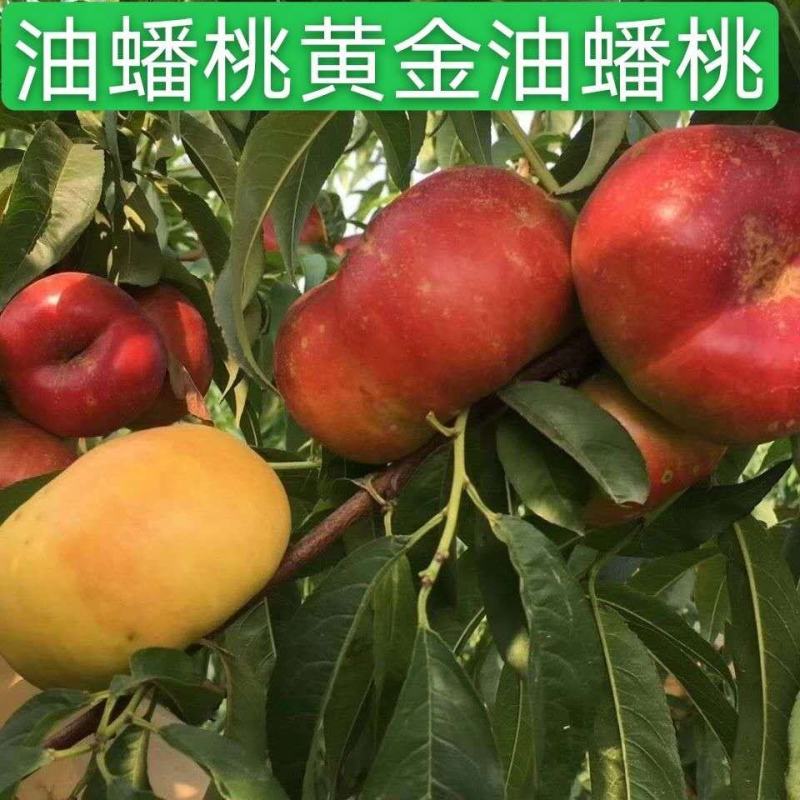 油蟠桃苗黄金油蟠桃树苗口感脆甜适合各地种植