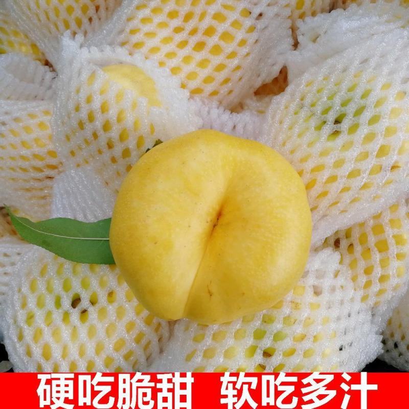 油蟠桃苗黄金油蟠桃树苗口感脆甜适合各地种植