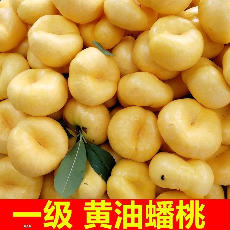 油蟠桃苗黄金油蟠桃树苗口感脆甜适合各地种植