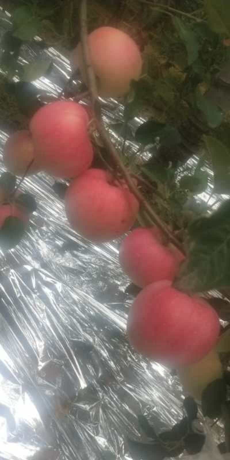 红富士红将军美美美美美美美美美美美美美美美美美美美美美美
