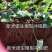 生根肥含氨基酸腐植酸冲施肥，专业生根