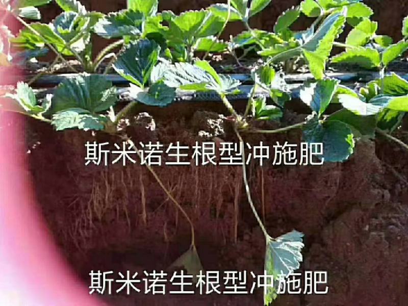 生根肥含氨基酸腐植酸冲施肥，专业生根